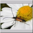 Stenurella melanura - Kleiner Schmalbock 01.jpg